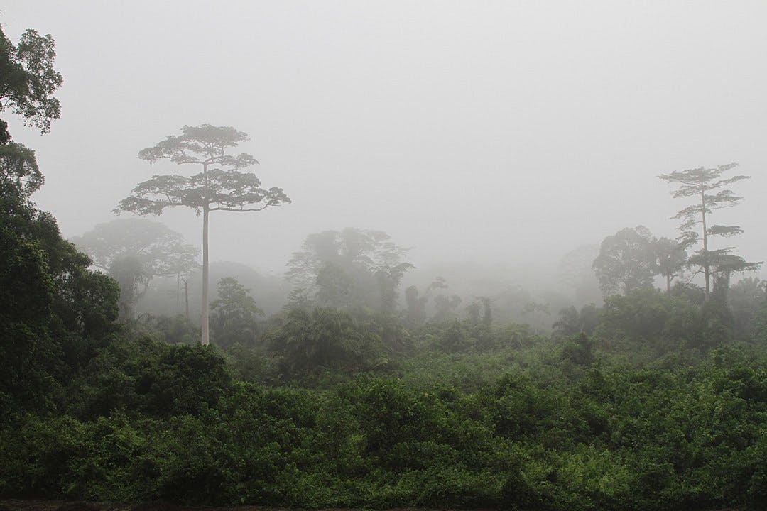 Western Guinean Lowland Forests One Earth